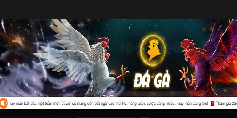 Giới thiệu thông tin về chuyên mục đá gà 23Win